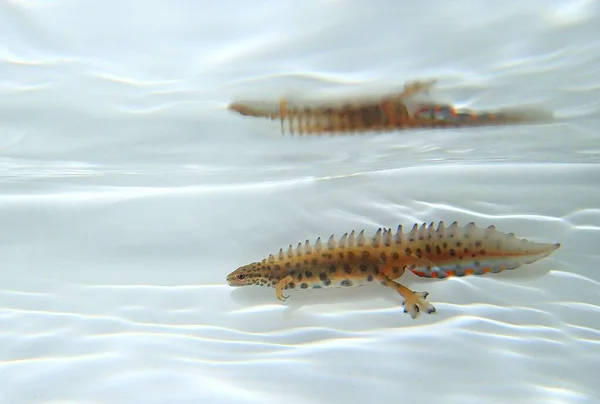 Armalı Semender Triturus kristal semenderi