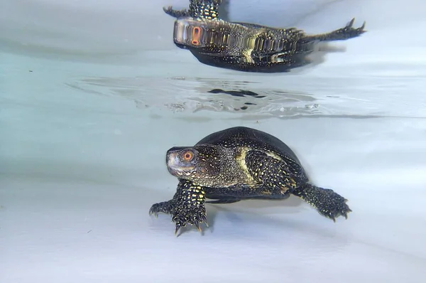 Avrupa su kaplumbağası Emis orbicularis