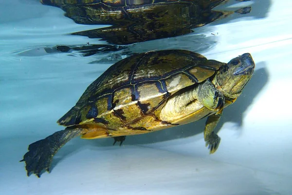 Suda yüzen kahverengi kaplumbağa.