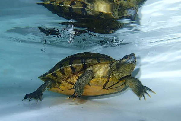 Suda yüzen kahverengi kaplumbağa.