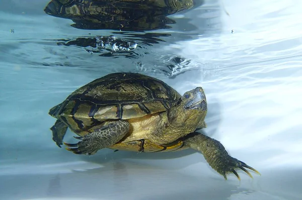 Suda yüzen kahverengi kaplumbağa.
