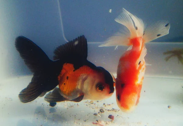 Akvaryumda iki akvaryum balığı.