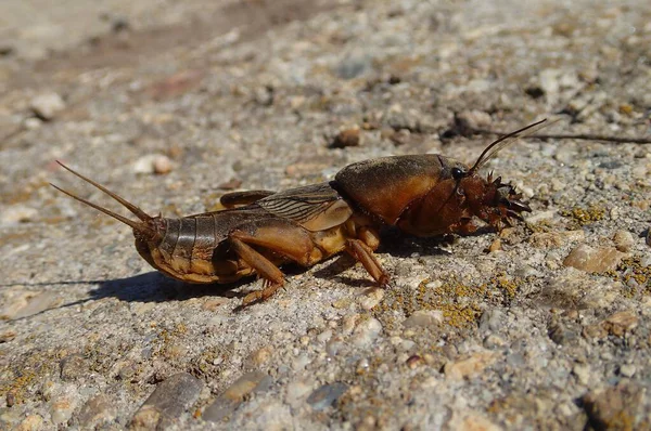 Avrupa 'da çimento üzerinde köstebek kriketi