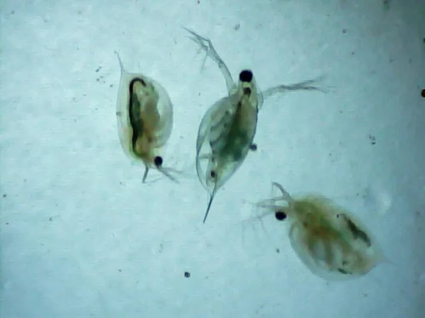 Daphnias on a microscope glass in some drops of water