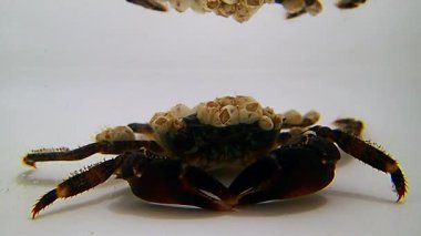 Bir fotoğraf için tek başına kahverengi yengeç.