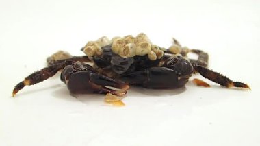 Bir fotoğraf için tek başına kahverengi yengeç.