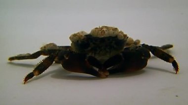 Bir fotoğraf için tek başına kahverengi yengeç.