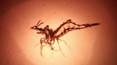 Mikroskop camında deniz karidesi