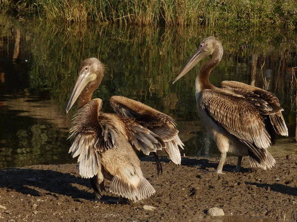 Two young pelicans trying to get dry — Stock Photo, Image