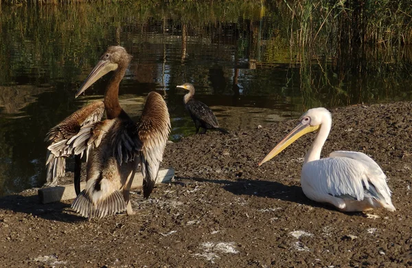 Oudere en jongere pelikaan — Stockfoto