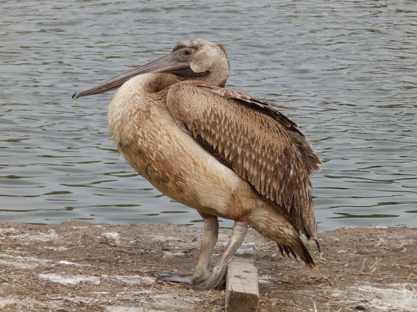 Young pelican standing near a water — Stock Photo, Image