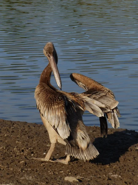 Young common pelican — Stock Photo, Image