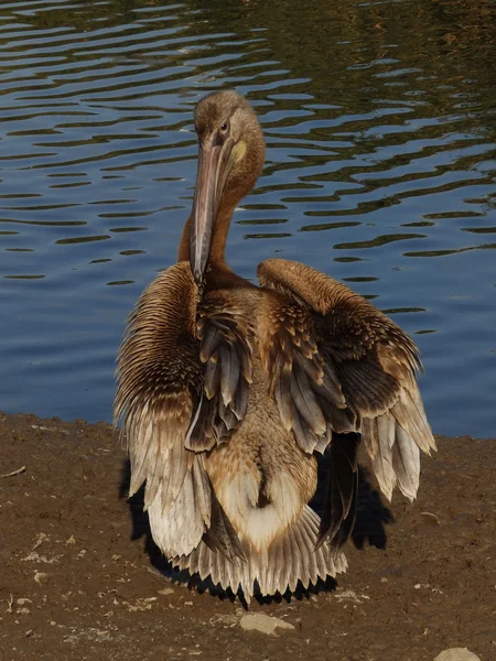 Jonge pelikaan in de buurt van een meer — Stockfoto