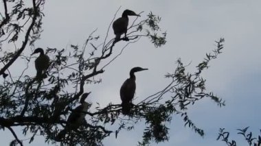 3 karabatak