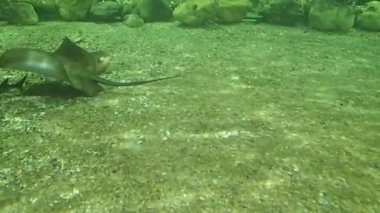 Stingray ve Mersin su