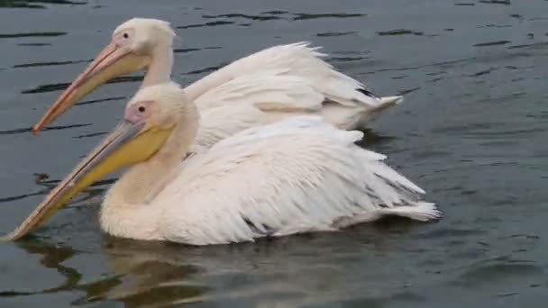 Két pelikánok a vízben — Stock videók