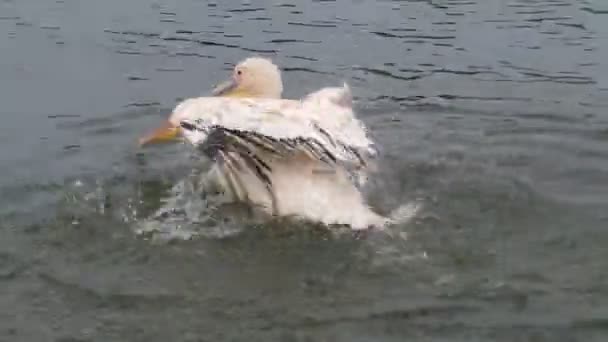 Пеликан брызгает водой с крыльями — стоковое видео