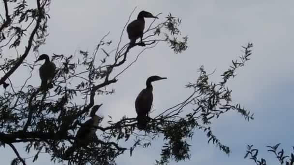 Cormorants in a three — Stock Video