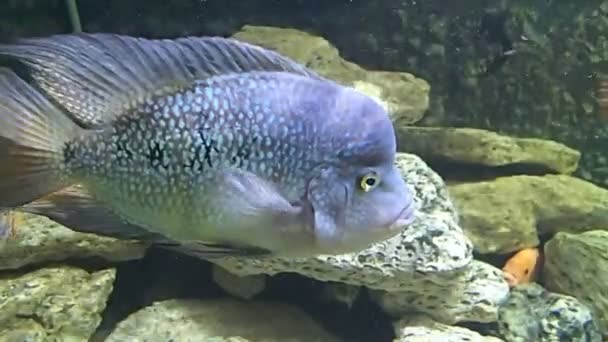 Modré velkých cichlid — Stock video