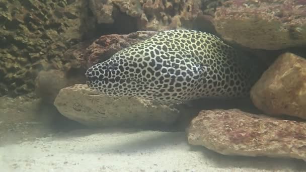 Grandes peces depredadores marinos — Vídeos de Stock