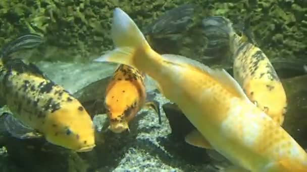 Pesca dorada nadando — Vídeo de stock