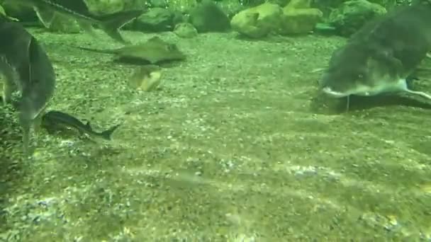 Gran sturgeong nadando lentamente — Vídeos de Stock