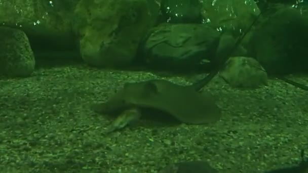 Stingray eten van een vis — Stockvideo