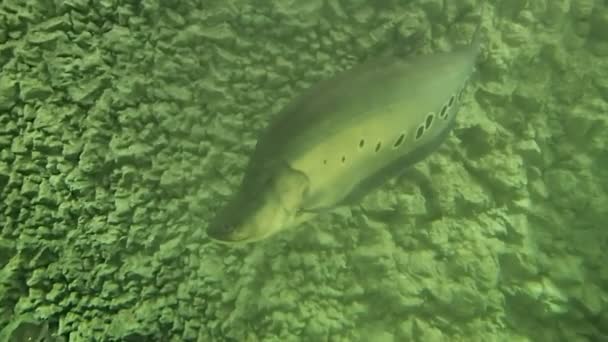 Peixe cinzento longo na água — Vídeo de Stock