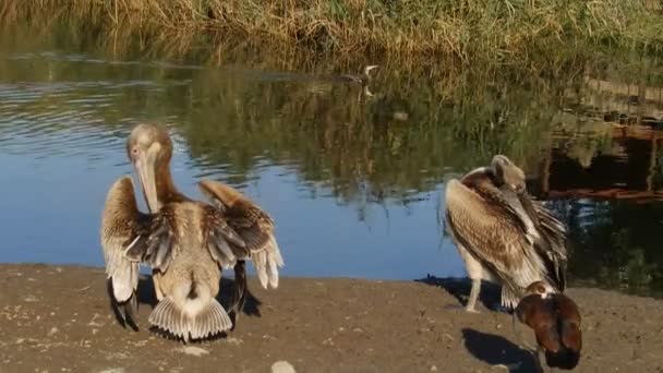 Deux jeunes pélicans — Video