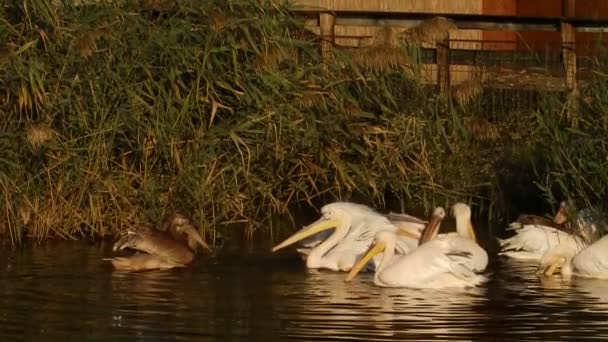 Пеликаны на воде — стоковое видео