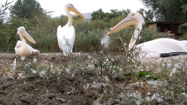 Three pelicans on land — Stock Video