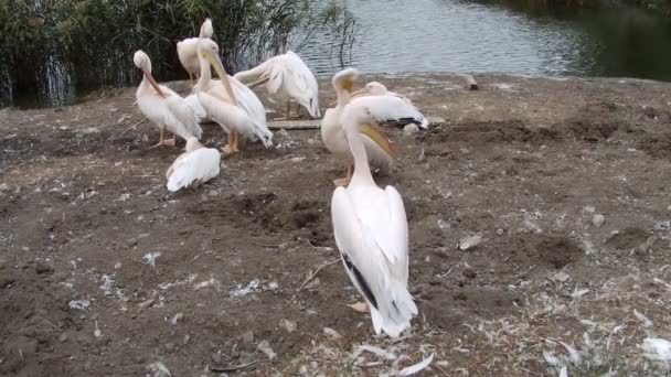 Pelikan setzt sich neben eine Gruppe — Stockvideo