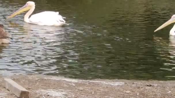 Pelicanos na fila — Vídeo de Stock