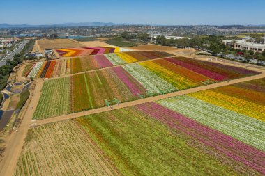 Carlsbad California 'daki çiçek tarlalarının hava ve panoramik görüntüleri.