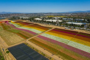 California 'daki Carlsbad renkli çiçek tarlalarının hava ve insansız hava aracı görüntüsü