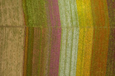 İnsansız hava aracı, Carlsbad California 'daki bahar çiçek tarlalarının renkli görüntüsü.