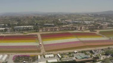 İnsansız hava aracı, Carlsbad California 'daki çiçek tarlalarının panoramik görüntüleri.