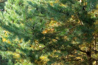 Köknar dalları, yakın plan, bulanık arkaplan. Güneşli aydınlık bir gün, ağaçların arasından güneş parlıyor..