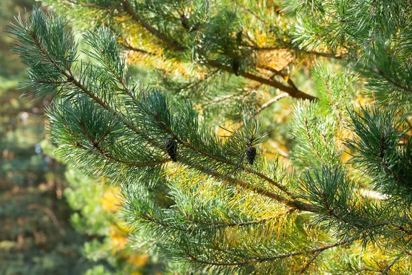 Takken Van Dennenboom Close Wazige Achtergrond Zonnige Heldere Dag Zon — Stockfoto