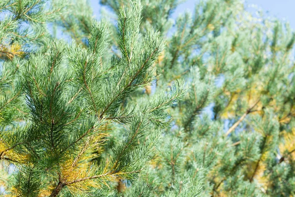 Branches Fir Tree Close Blurred Background Sunny Bright Day Sun — Stock Photo, Image