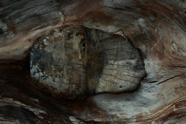 Ağaç kabuğu olmayan bir ağaç gövdesine yakın çekim. Makro atış. Ahşap doku.