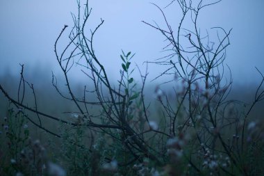 Sisli bir sabahta çayır çimen ve yabani otlar. Bitkilerin üzerindeki çiy tanesi. Çalı dalları.