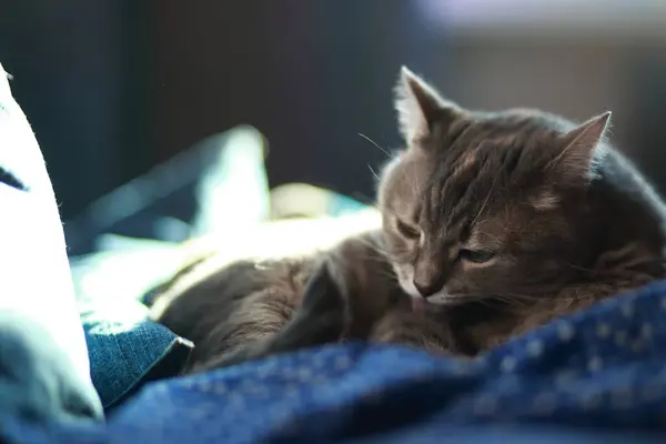 Graue Gestromte Katze Mit Grünen Augen Ruht Und Putzt Sich — Stockfoto