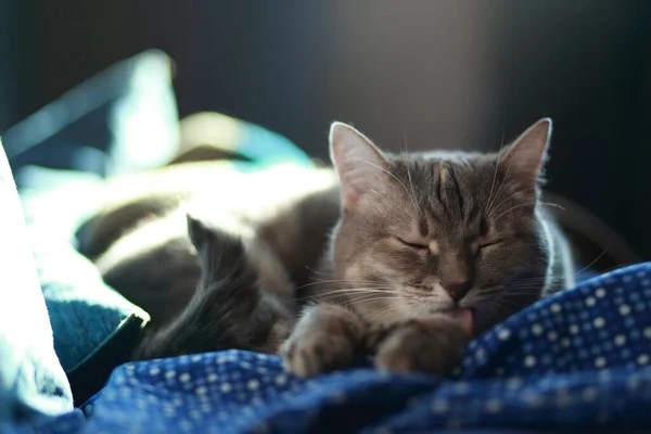Γκρι Τιγρέ Γάτα Πράσινα Μάτια Που Ξεκουράζεται Και Καθαρίζεται Στον — Φωτογραφία Αρχείου