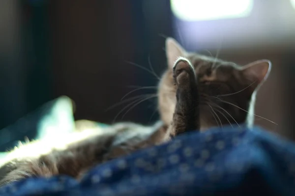 Graue Gestromte Katze Mit Grünen Augen Ruht Und Putzt Sich — Stockfoto