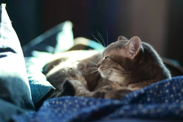 Graue Gestromte Katze Mit Grünen Augen Ruht Und Putzt Sich — Stockfoto