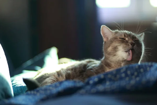 Gatto Tabby Grigio Con Occhi Verdi Che Riposa Pulisce Divano — Foto Stock