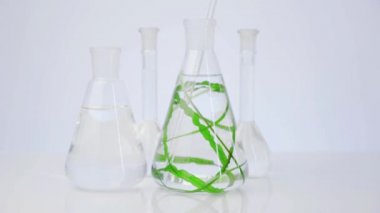 Temiz sıvı ve canlı yosunlu laboratuvar mataraları. Deniz bitkilerinden doğal kozmetik ürünleri üretiliyor. Mavi eldivende matara var..