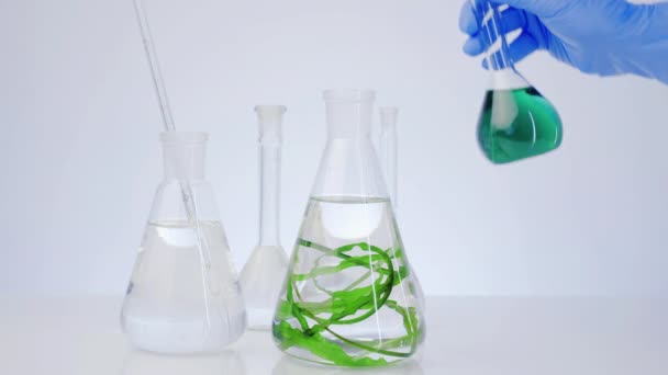 실험실에는 액체와 조류가 식물로부터 화장품의 장갑을 손에는 플라스크가 — 비디오