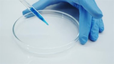 Araştırma laboratuarı. Mavi eldivenli eller. Mavi bir sıvı ile cam petri kabı. Cam laboratuvar damlası. Araştırma laboratuarı. Kozmetik ve parfüm üretimi. Kapat..